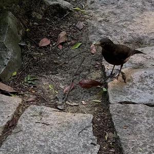 非洲人与性动交ccoo高清毛茸茸
